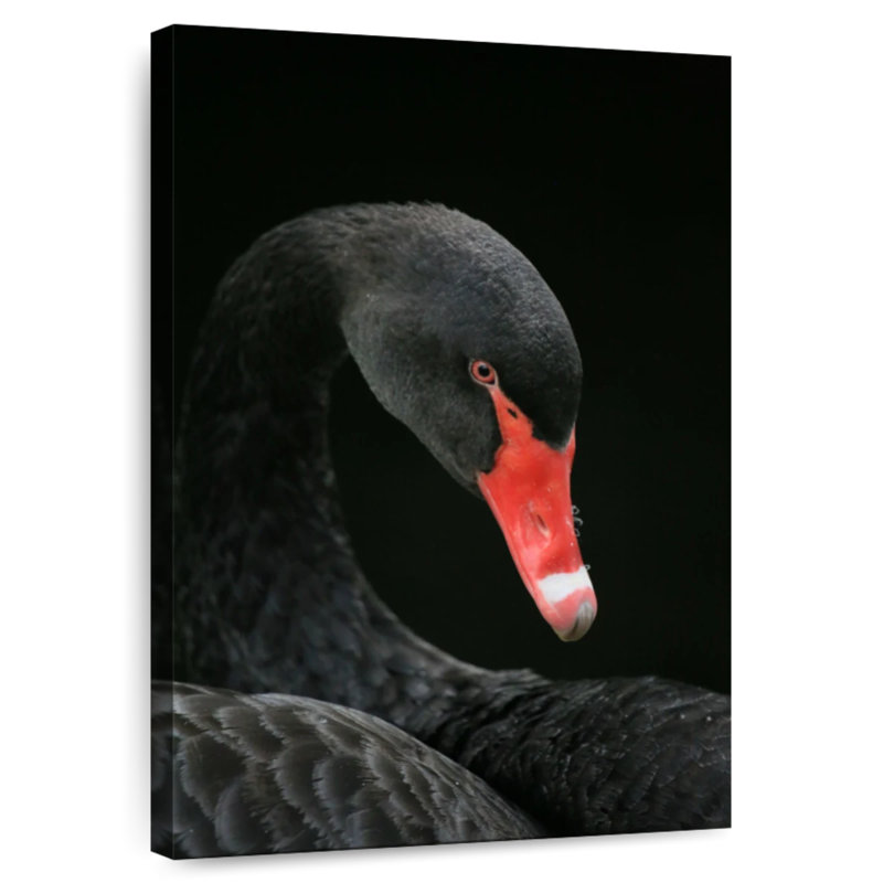 Brampt Black Swan Head, 12" H x 8" W