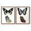 Papillons bleus antiques I - impression encadrée de qualité supérieure - prête à être accrochée - aucun clou requis - aucun clou requis-1500106522-1500106534