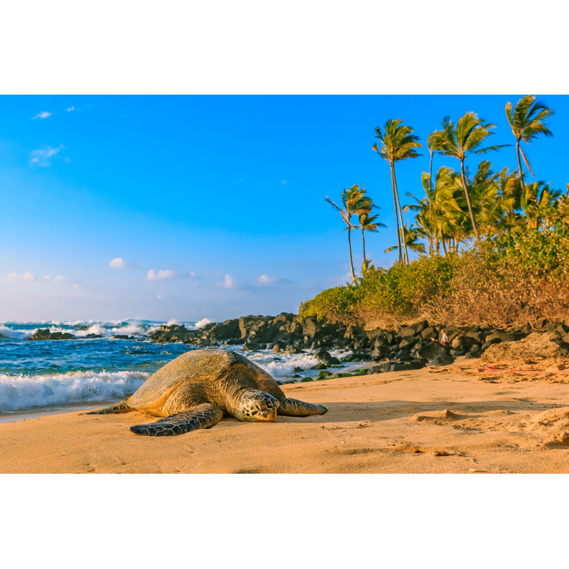 Hawaiian Sea Turtle On Beach At North Shore Oahu by SvetlanaSF - Wrapped Canvas Print, 30cm H x 46cm W x 3.8cm D