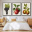 Antique Fruit VFramed, ensemble de 3 toiles tendues-97759969-97759970