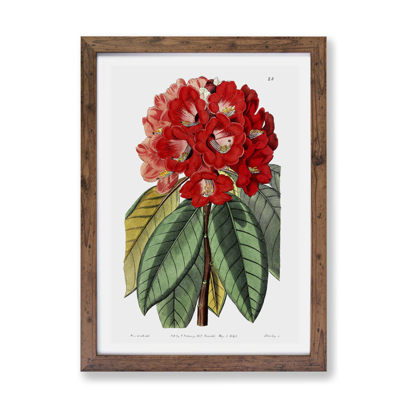 Red Rhododendron Flowers - Framed Print, 33cm H x 45cm W x 2cm D, Walnut