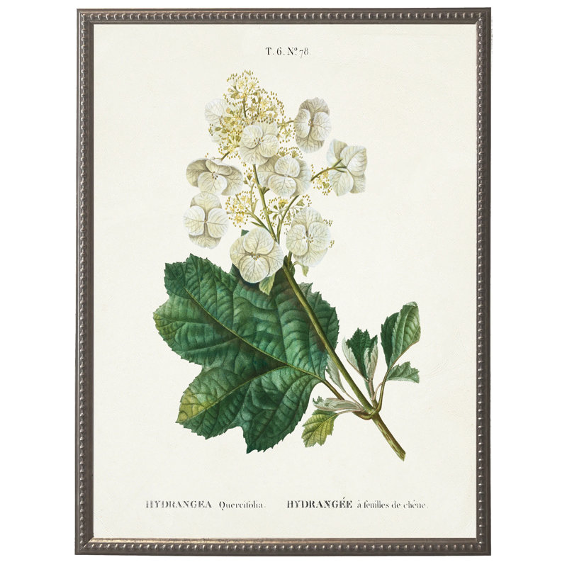 Hortensia blanc sur fond blanc