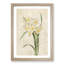 White Daffodils by Pierre-Joseph Redoute - Picture Frame Art Prints-55612659-55612662