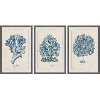 Sea Coral Study II Triptych - ensemble de 3 reproductions d'art sur papier encadré