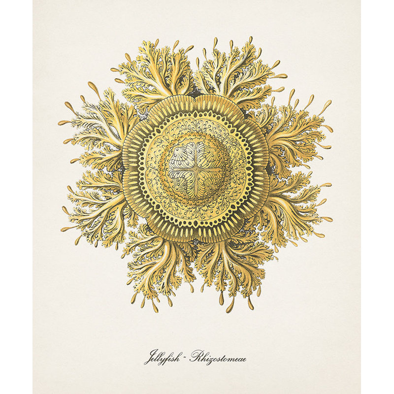 Nautical Art II Print by Sofia Fox, Outdoor, 28" H x 24" W x 1.5" D