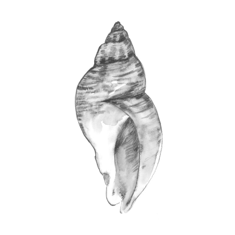 Quiet Conch I by Emma Caroline - Painting on Canvas, Wrapped Canvas, 122 cm H x 81 cm W