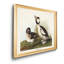 «Buffel Headed Duck», reproduction sur toile encadrée-1227562208-1227562212