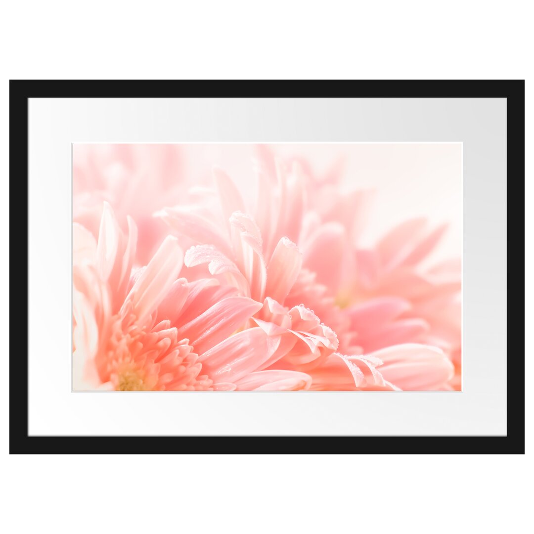 Gerahmtes Poster Gerbera Blume