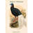 " Lobiophasis Bulweri Bulwer " by John Gould-16891887