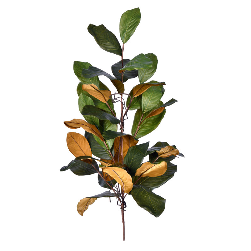 Tige de magnolia