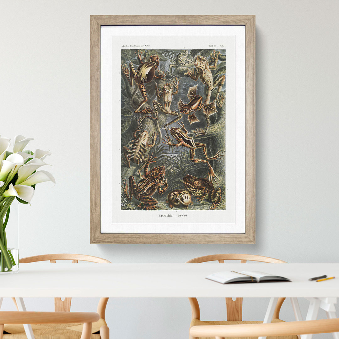 Frogs and Toads by Ernst Haeckel - Framed Print
