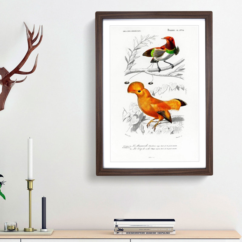 Bird Illustrations PL. 5B by Charles D' Orbigny - Single Picture Frame Painting, 45cm H x 33cm W x 2cm D, Walnut Framed
