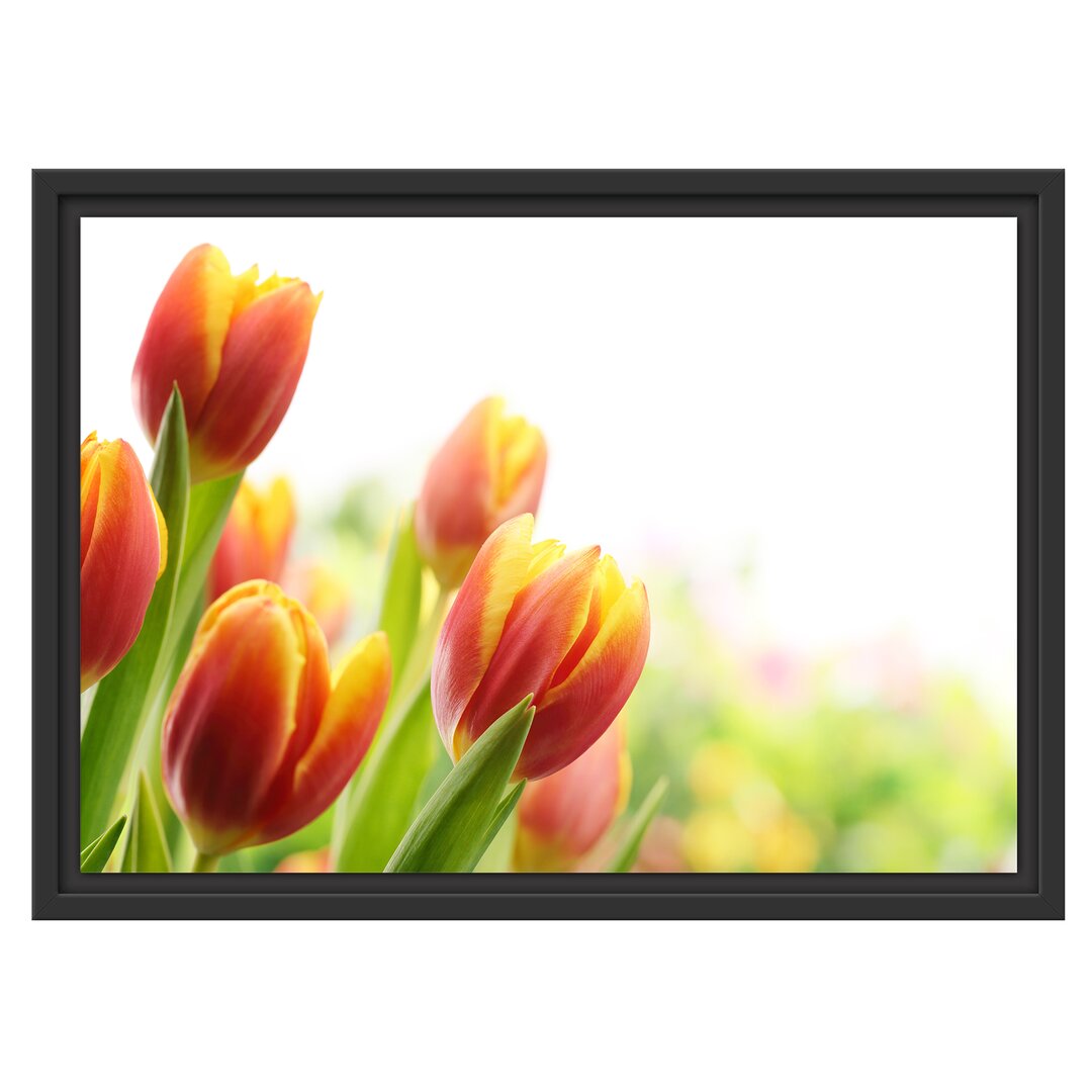 Gerahmtes Wandbild Bunte Tulpenwiese