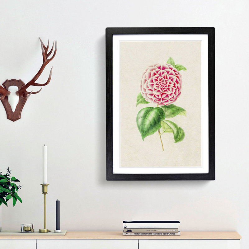 Pink Camellia Flower Illustration - Framed Print, 36cm H x 27cm W x 2cm D, Black Framed