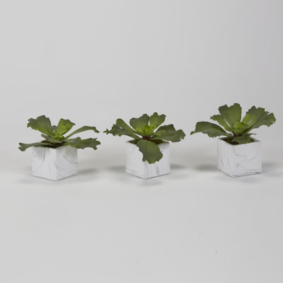 Ruche Echeveria en cube de céramique marbré - ensemble de 3