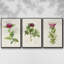 «Pretty Pink Botanicals II», ensemble de 3 toiles encadrées-97710930-97710932