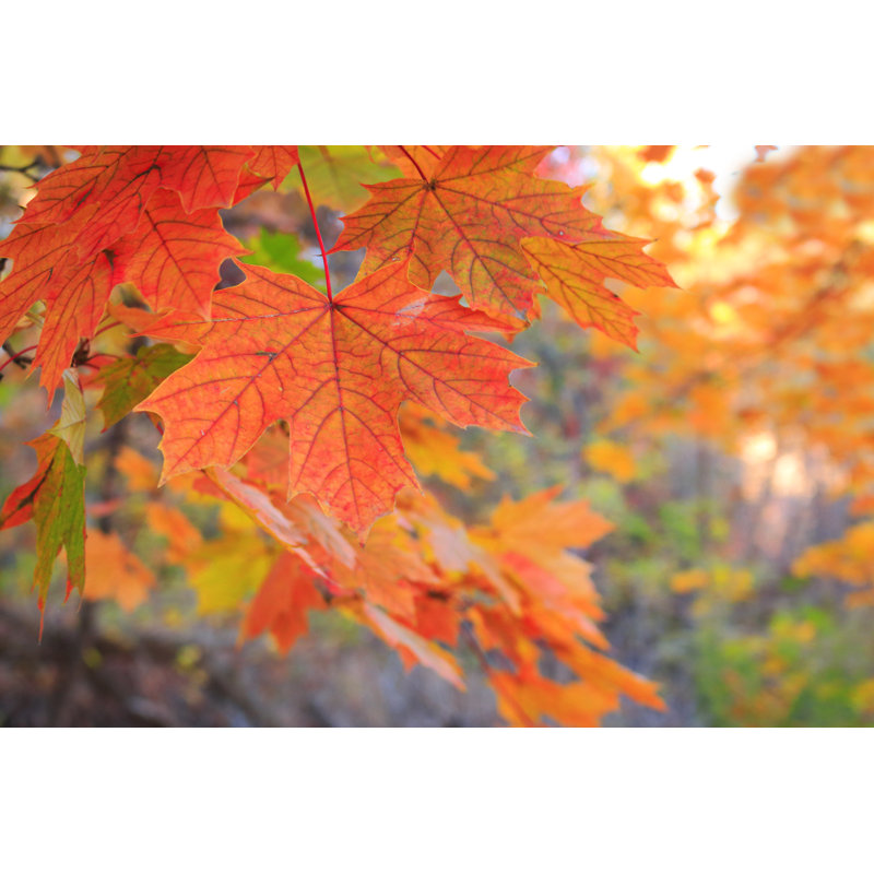 Maple Leaf In Forest by Orchidpoet - No Frame Print on Canvas, 81cm H x 122cm W