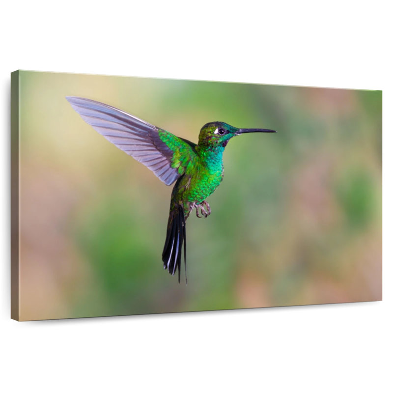 Green Fronted Hummingbird, 32" H x 48" W