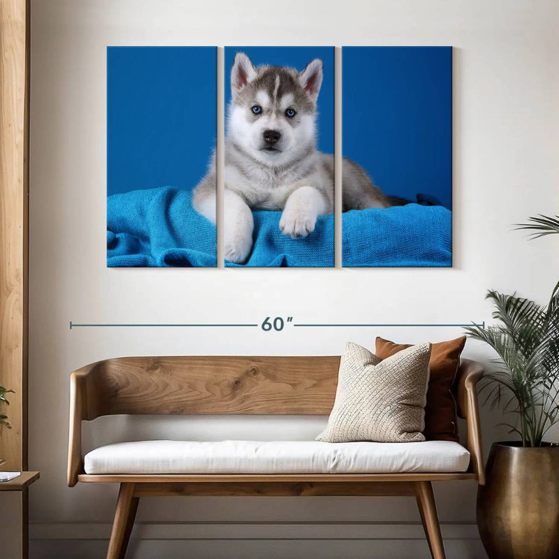Chiot Husky aux yeux bleus Brampt, H 32 po x l 50 po