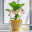 Ensemble de 4 ampoules en plastique pour arroser les plantes, tulipes roses pour arroser les plantes