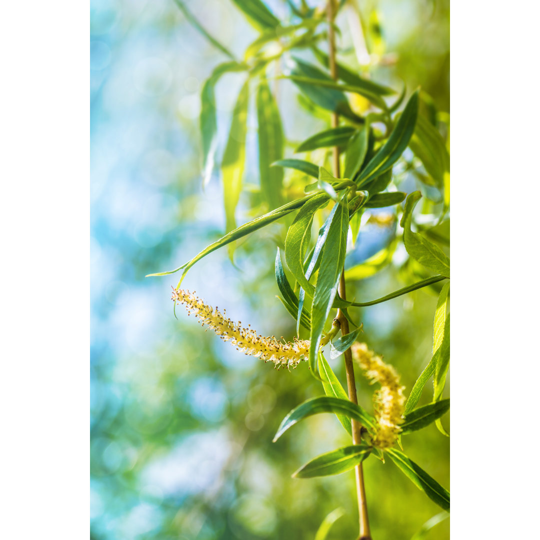 Weeping Willow Spring Branch von Gregory_DUBUS - Kunstdrucke auf Leinwand ohne Rahmen