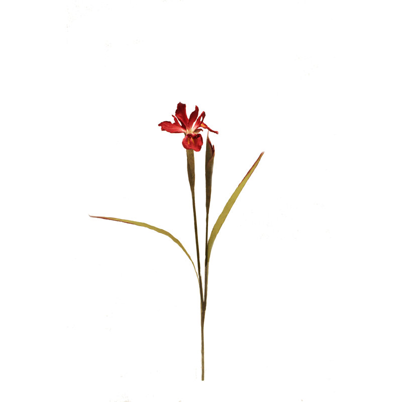 New Dutch Iris - Burgund