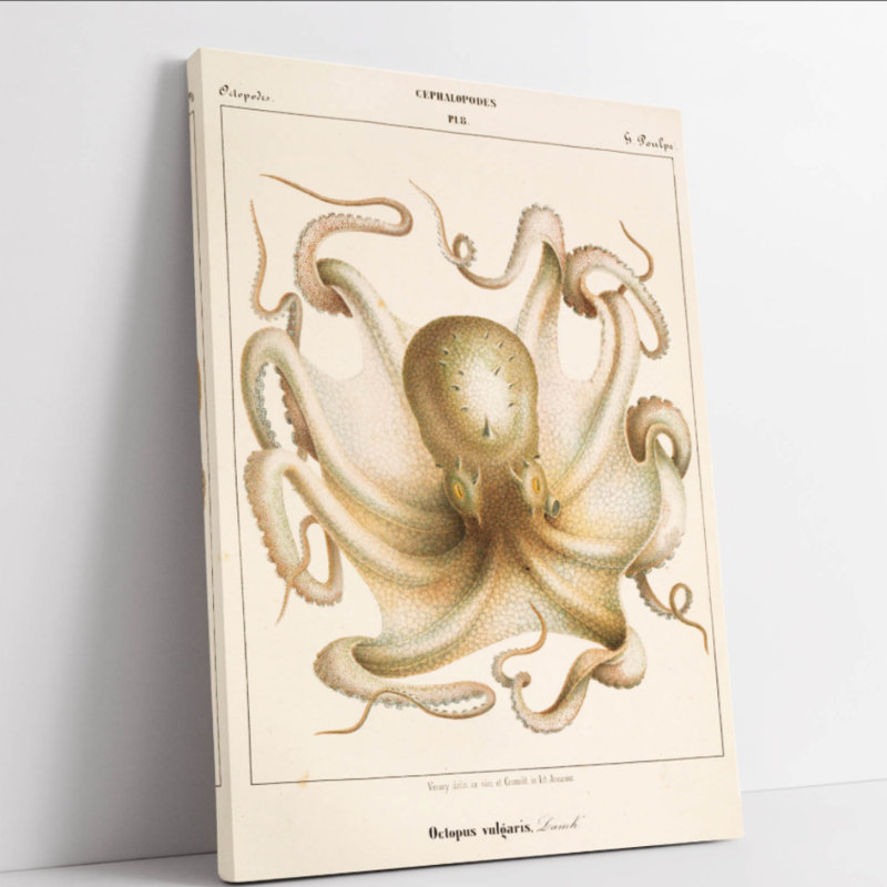 vintage octopus illustration 3 Canvas Wall Art Print Picture, 30.48 cm H x 20.32 cm W