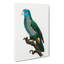 Saint Lucia Smazon Parrot by F. Levaillant - Wrapped Canvas Painting-55323844