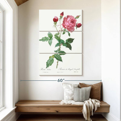 Provence Rose Rosa Indica de Les Roses