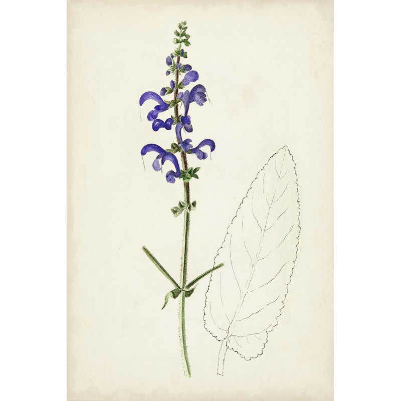 Botanical Sketches X - Graphic Art, 30 cm H x 20 cm W, Black Floater Frame