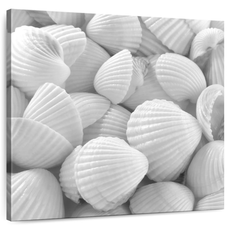 Aletra White Shells, 16" H x 16" W