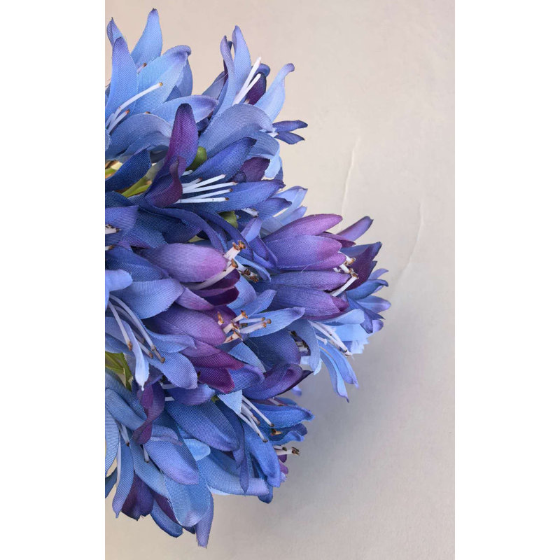 SPRAY POUR AGAPANTHUS, Blue