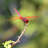 Celise Red Dragonfly - Wrapped Canvas Print-823500867