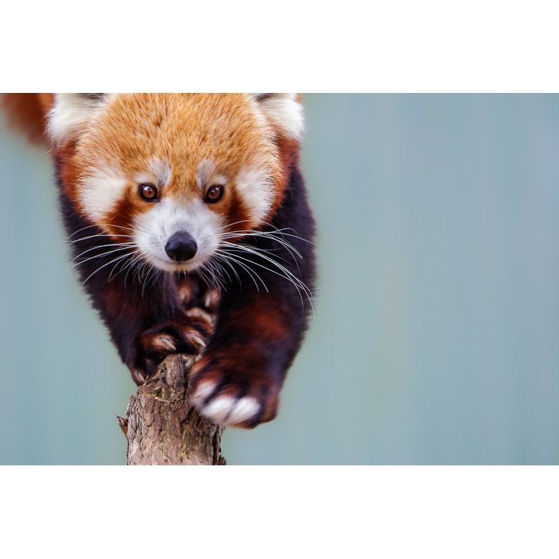 Red Panda by Tracielouise - No Frame Painting on Canvas, 51cm H x 76cm W