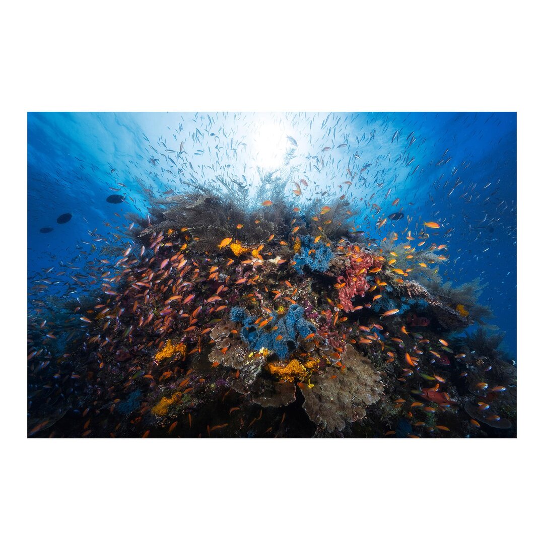 Seidenmatte Tapete Fish in a Coral Reef Lagoon