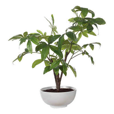 Zoelle Tree