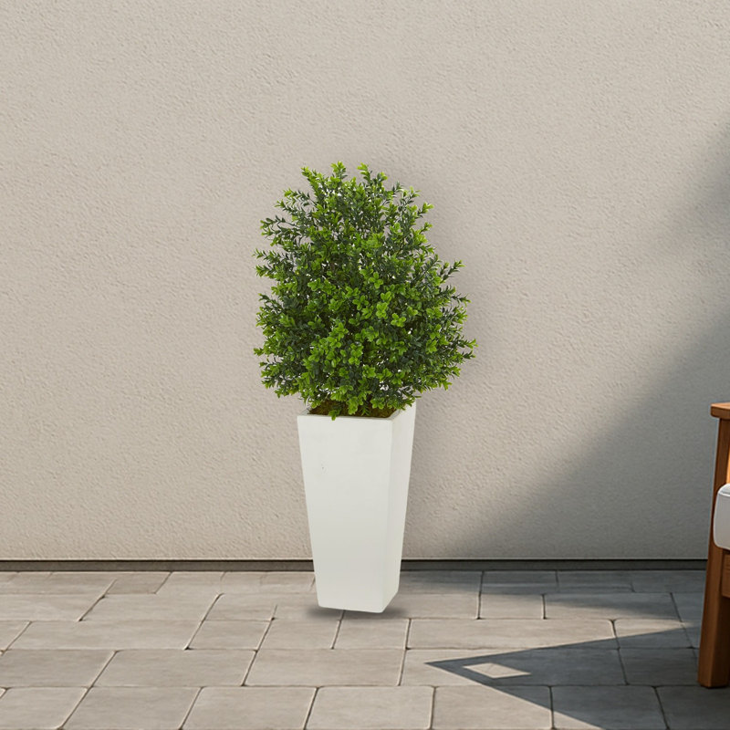 Sweet Grass Plant in White Planter