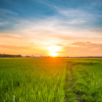 Green Rice Fild with Evening Sky 1 Piece Wrapped Canvas Wall Art