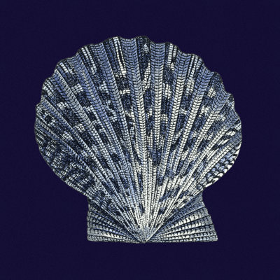 Y SE PAPER Indigo Shells