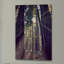 " Redwoods Hike " by Robert Dickinson-16277188