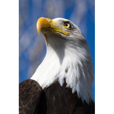 " Soon Eagle "