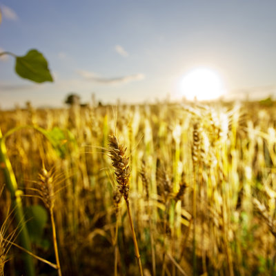 Wheat by Xavierarnau