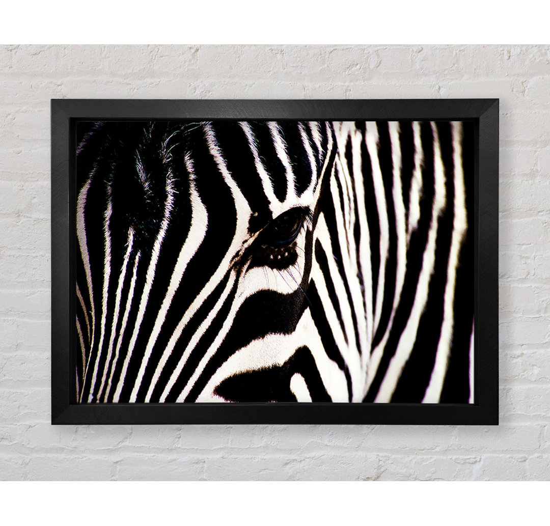 Zebra Starren - Druck