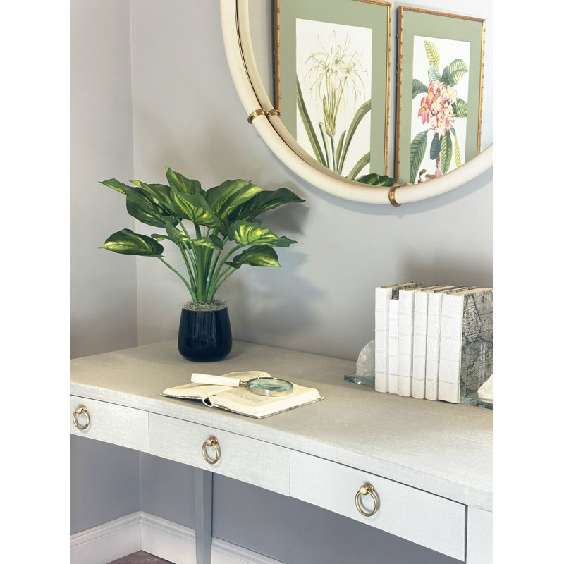 Hosta Plant
