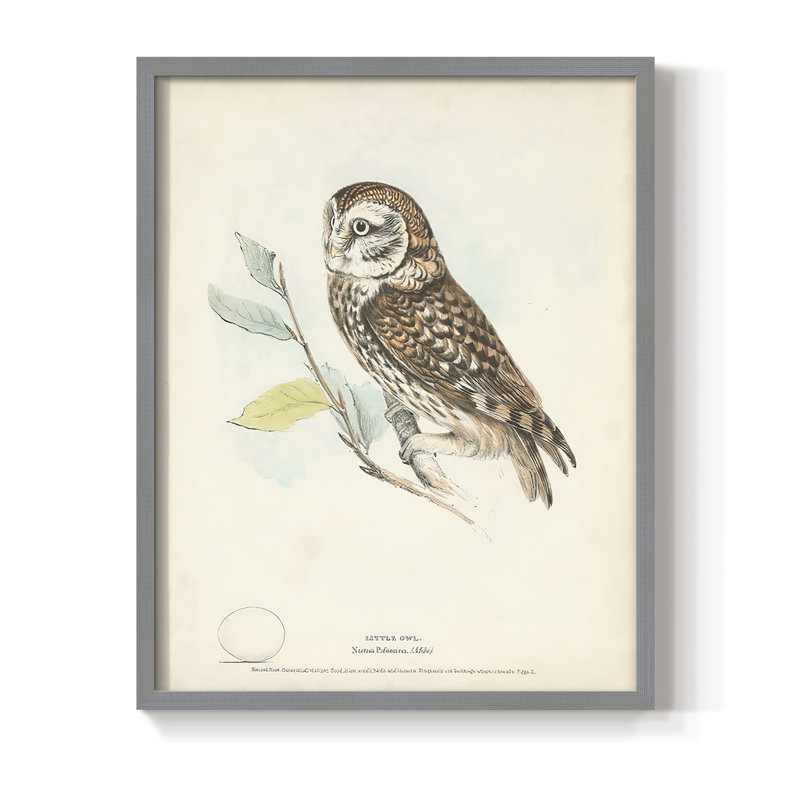 Little Owl Framed Print - Solid Wood, Gray, 10" H x 8" W