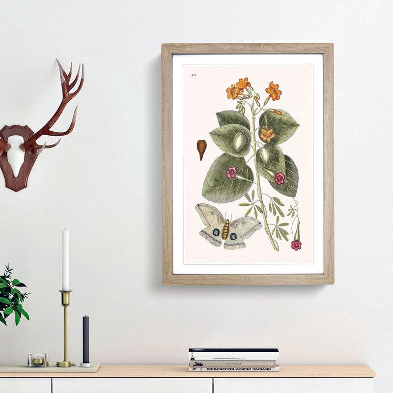Great Moth by Mark Catesby - Picture Frame Painting Print, 36cm H x 27cm W x 2cm D, Oak Framed