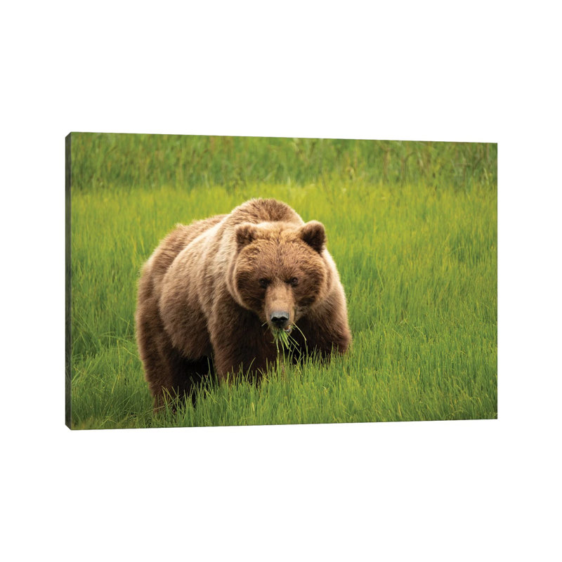 Grizzly Bear Eating Grass, Alaska, USA by George Theodore - Wrapped Canvas Print, 66.04 cm H x 45.72 cm W x 1.91 cm D