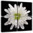 Harnek Chrysanthemum Flower-109032967