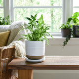 Balmer Ceramic Saucer Planter with Ribbed Texture
