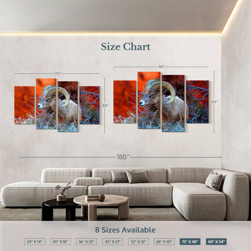 Brampt Bighorn Sheep Ram, 48" H x 75" W